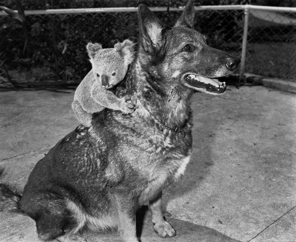Dog and koala at Lone Pine Koala Sanctuary, c 1958 Flickr