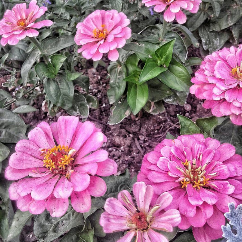 Summer flowers. June 2017 AuroraColorado. Shannon Carpenter Flickr