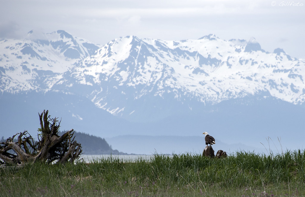 Eagle Chilkats 306 Boy Scout Camp Beach, Juneau, Alaska. gillfoto