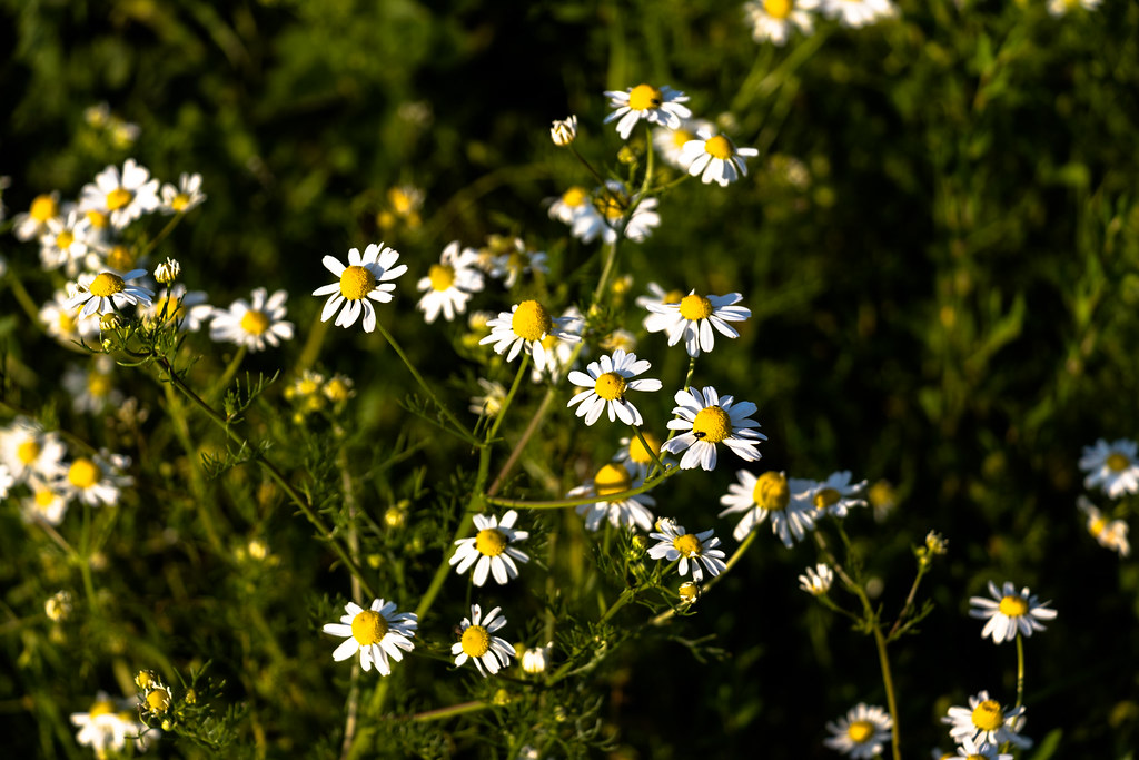 Village Strolls Taken in Appleby, North Lincolnshire, near… Flickr