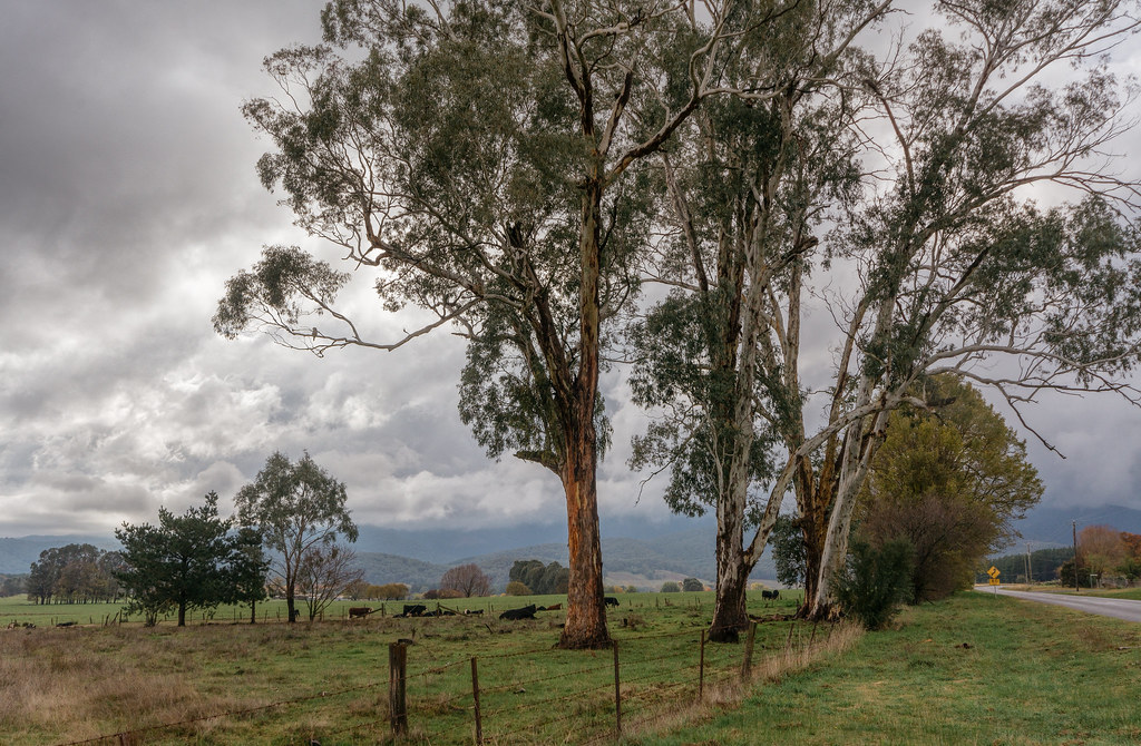 The Buckland Valley. Near Bright,Victoria. Ian Hill Flickr