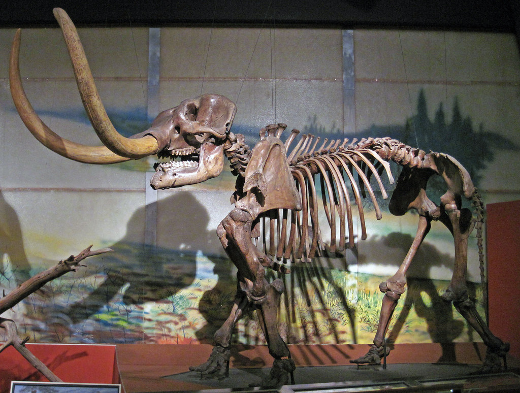 Mammut americanum (American mastodon) (Upper Pleistocene; … Flickr