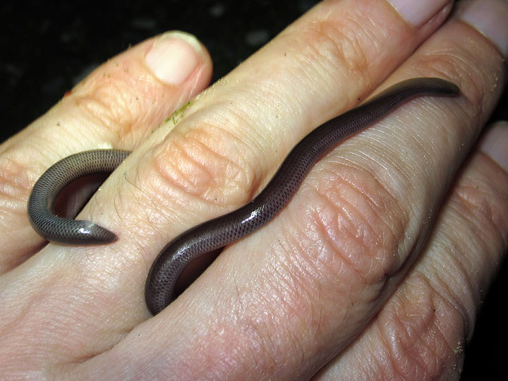 Buy Brahminy Blind Snake Brain Mind Article