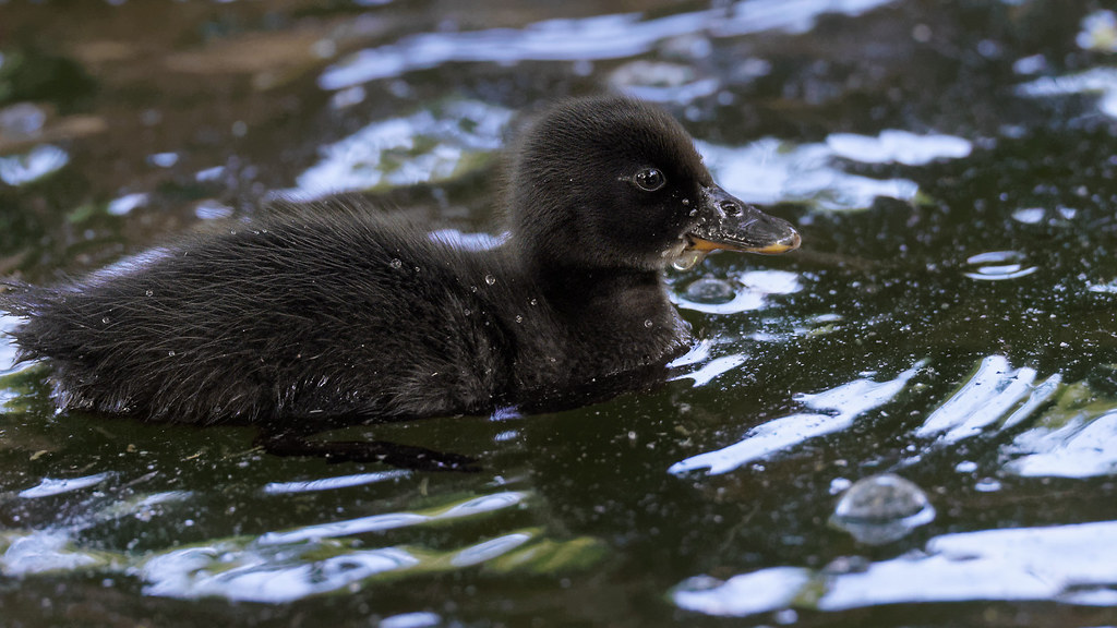 a black duck chick (1) moving in the shadow of trees Flickr