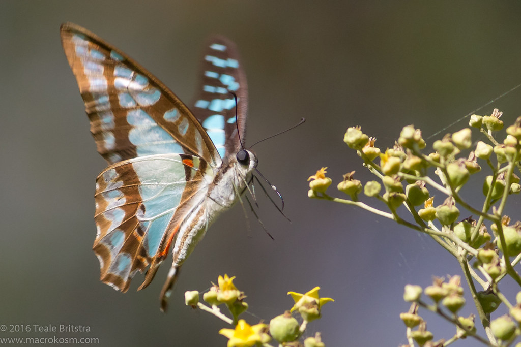 Pale Triangle butterfly in flight_Tondoon_10112016 Flickr