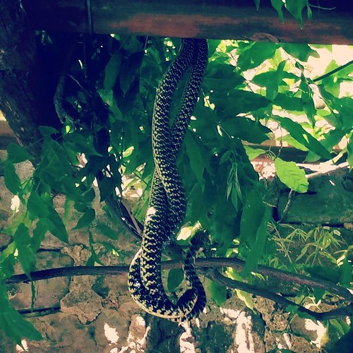 Snakes in my parents' pergola (photo taken by my mum) Flickr