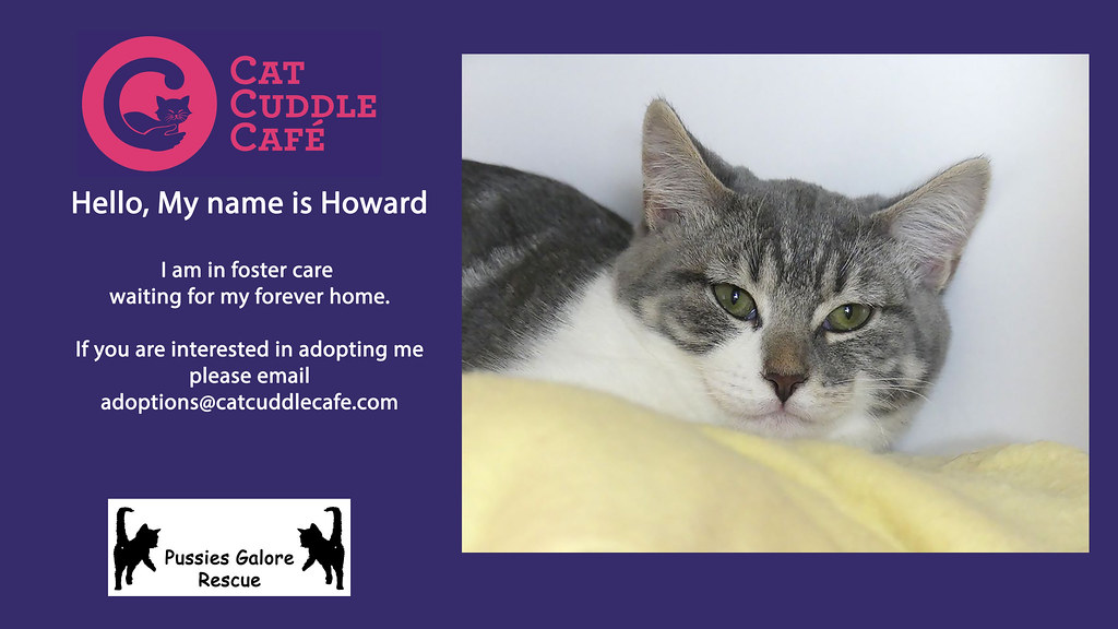 Howard Cat Cuddle Cafe AV Flickr
