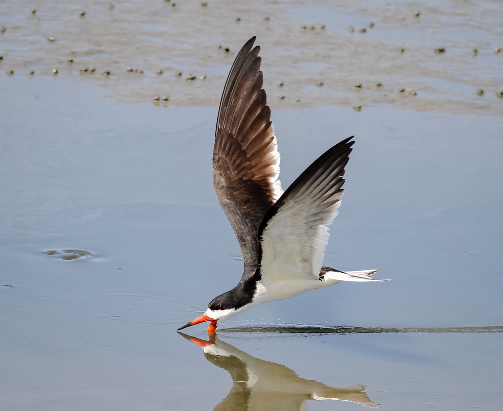 Black Skimmer Black Skimmer fishing at E B Forsythe NWR in… Flickr
