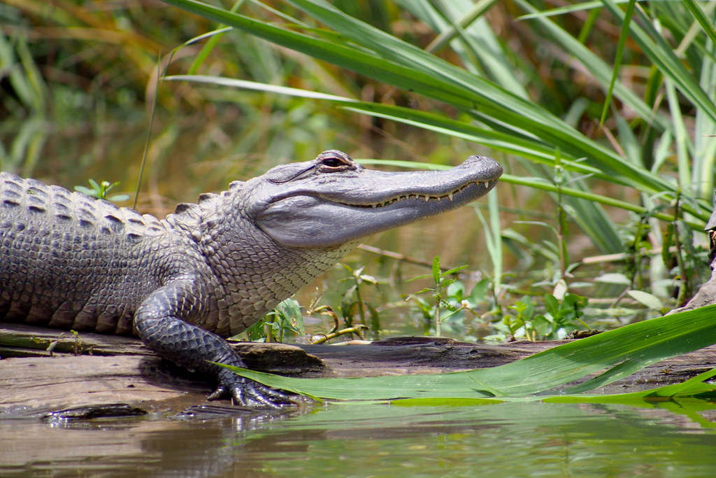 American Alligator Alligator mississippiensis jeremy Seto Flickr