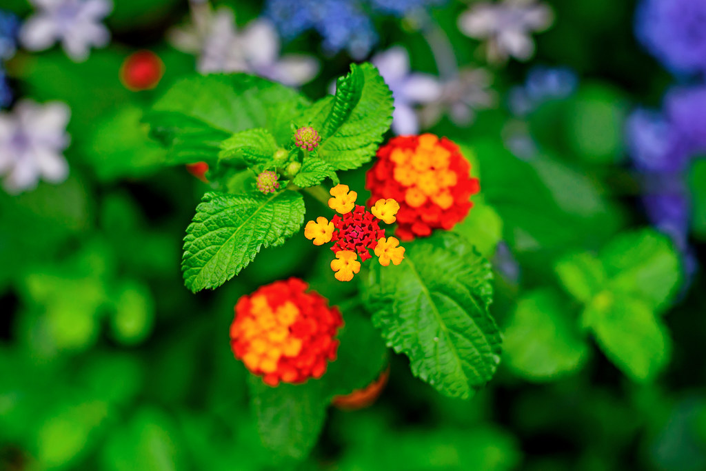 Lantana and Hydrangea ランタナと紫陽花 Toshihiro Gamo Flickr