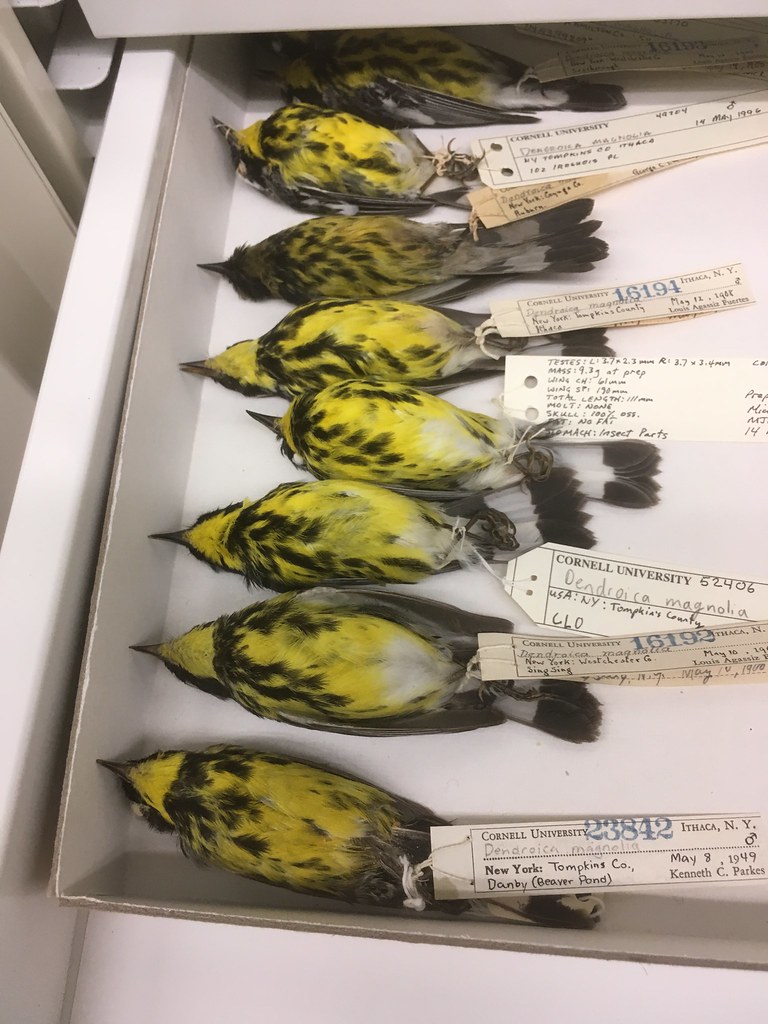 Cornell young birders event Saw my lifer Magnolia Warbler … Flickr