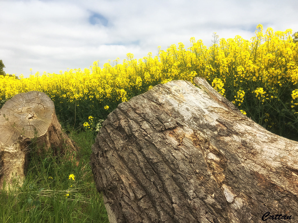 Rapeseed farm, Sutton Coldfield Rapeseed farm, Sutton Cold… Flickr