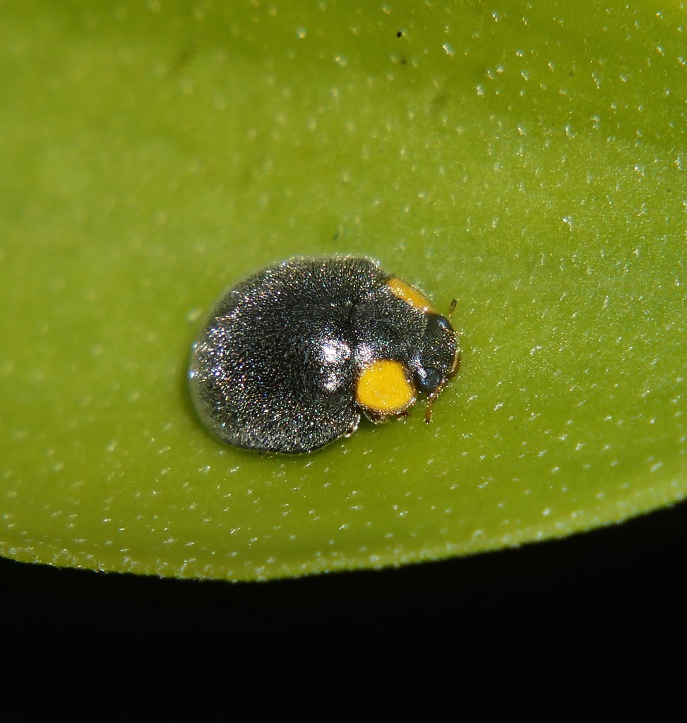 Yellow Shouldered Ladybird Apolinus lividigaster Coccinell… Flickr