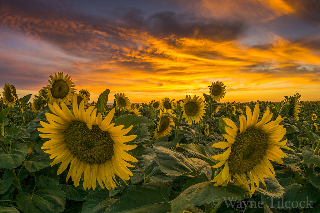 First sunflowers of 2017 Sunflowers just outside Davis, CA… Flickr
