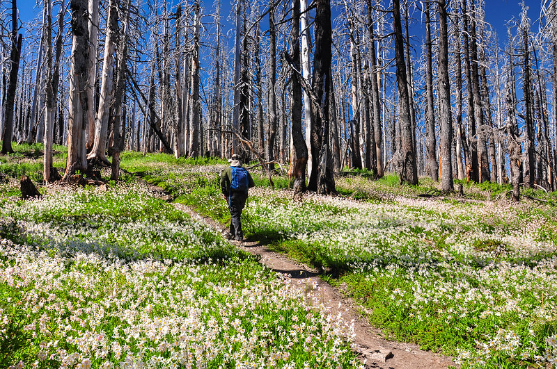 Vista Ridge Trail Just Peachy