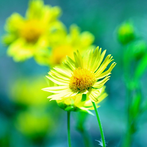 Cowpen Daisy Texas native wildflower Verbesina encelioides