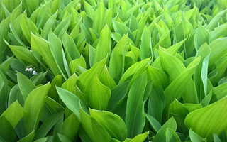 Lily of the Valley | Robert Slotte | Flickr