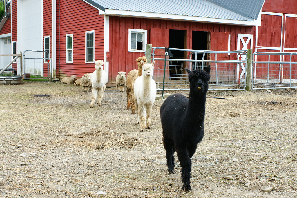 6/10/2017 "Gallupville Gas Up"; Gallupville, NY Hundreds … Flickr