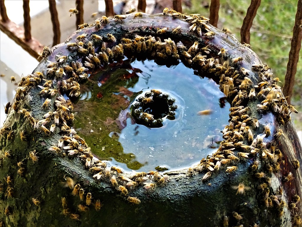 20170620 Honey Bees do Care, it's Honey Badgers that Don't… Flickr