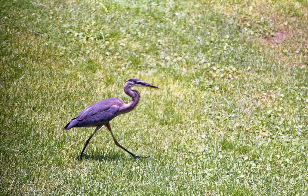 Hilton Head Island Bird 4 Minolta SRT 202 Fuji Color 200 Flickr