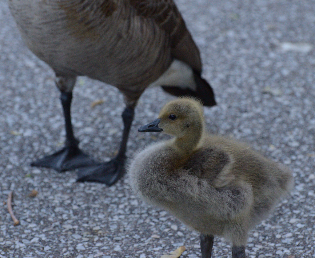 Young Canada Geese at Sadler's Pond in Essex, Ontario Mark Nenadov