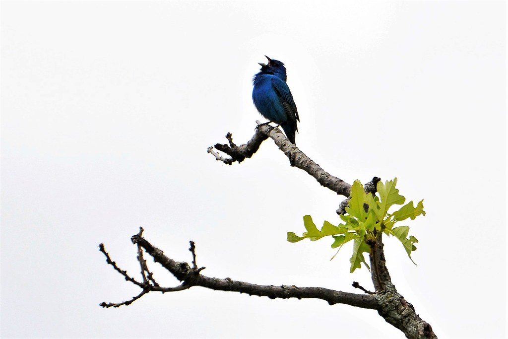 Bunting Indigo Bunting, Minnesota, Hennepin County Bloom… Flickr