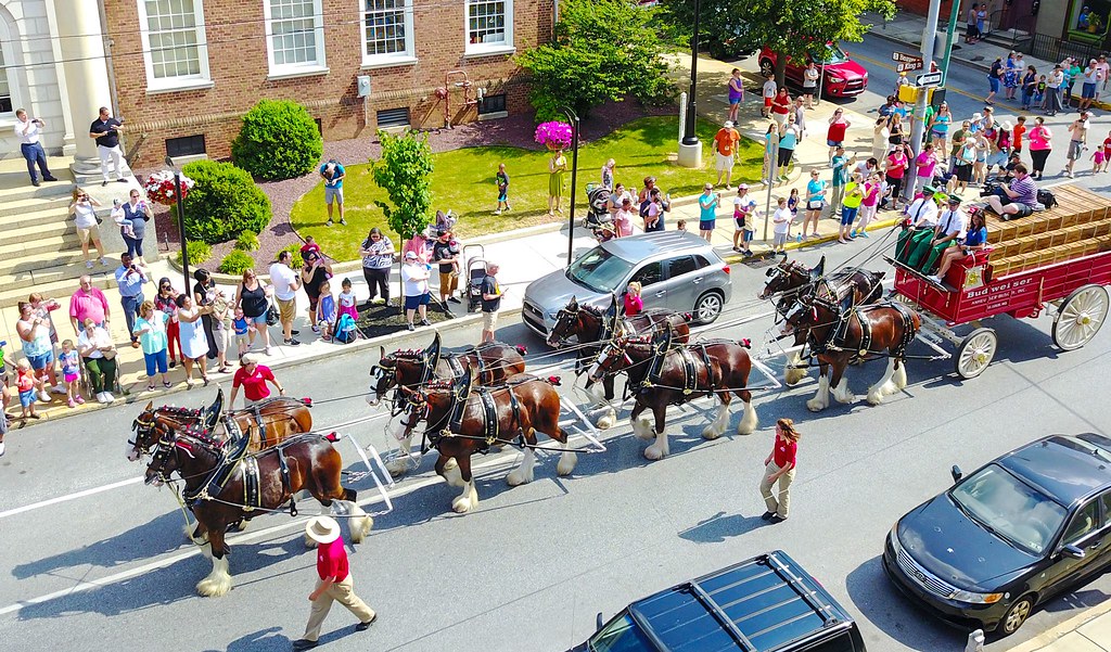 Budweiser Clydesdale in York, PA On West King St in front … Flickr