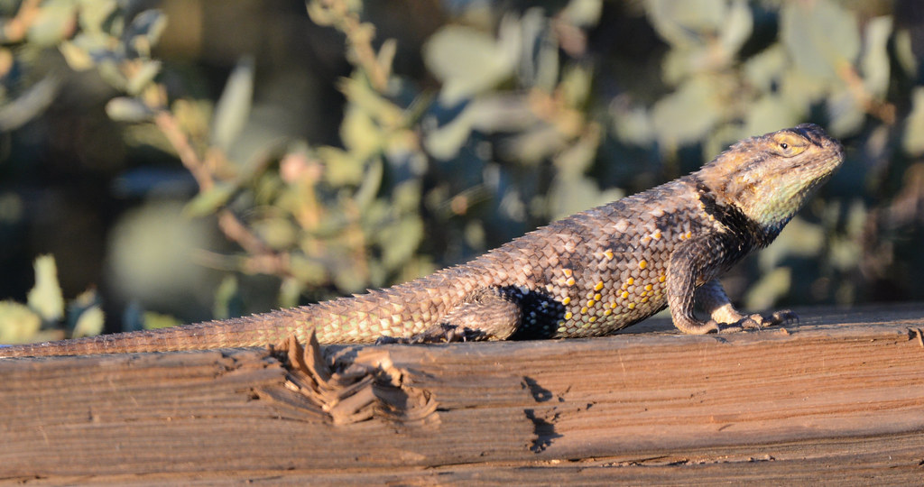 Great Basin Collared Lizard Crotaphytus bicinctores Flickr