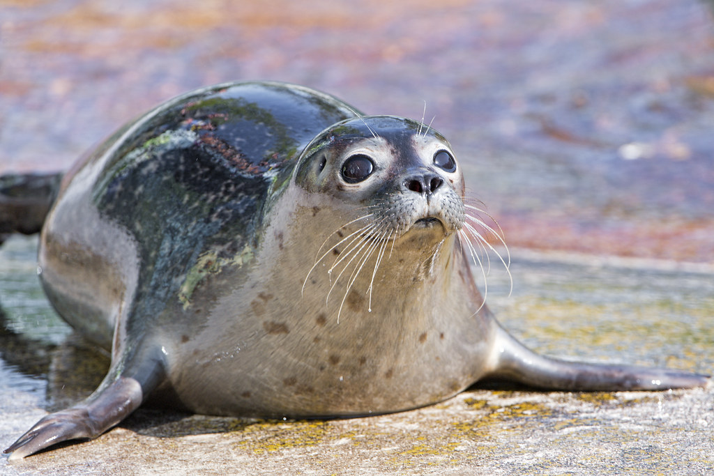 Young seal with big eyes A cute young seal with big eyes l… Flickr