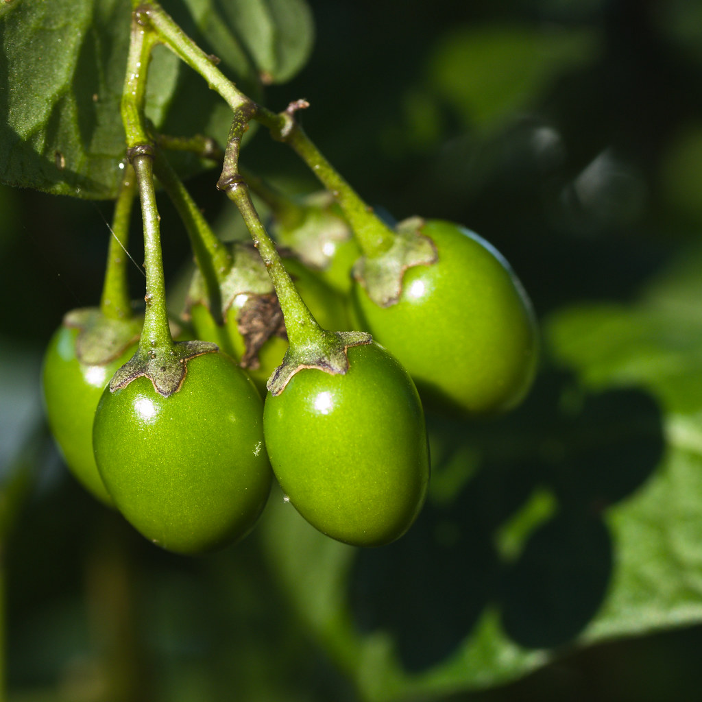 Bittersweet Nightshade Berries bittersweet nightshade or S… Flickr