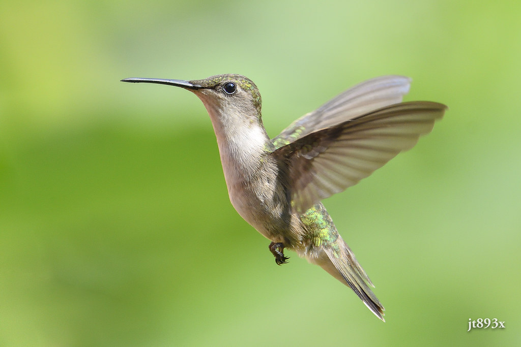 Rubythroated Hummingbird (female) Nikon D500, Sigma 150