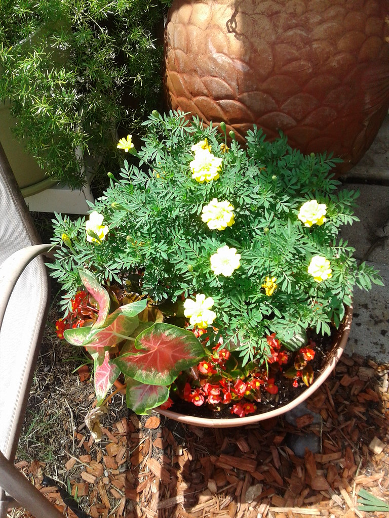 Potted plants doing well in the Texas heat. Paul Strauser Flickr