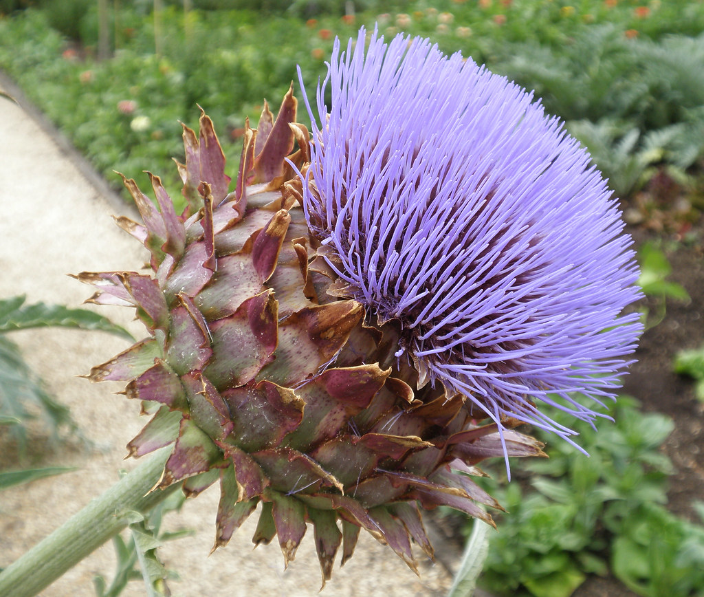 Ham Court, Bampton, Oxfordshire Kitchen Garden Amanda Slater Flickr