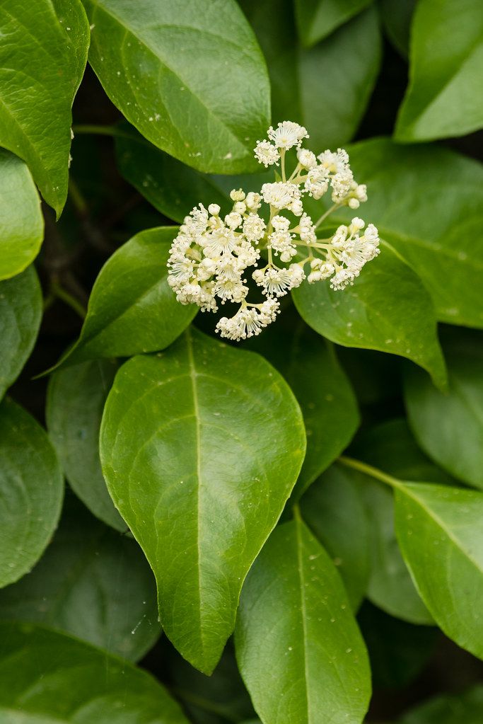 Decumaria barbara (Climbing Hydrangea) North Carolina Arbo??? Flickr
