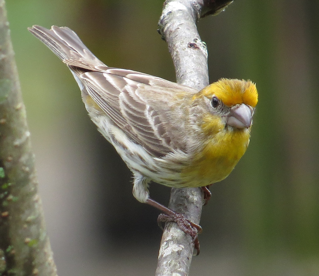 House Finch yellow male My yard in Gainesville, Florida Flickr