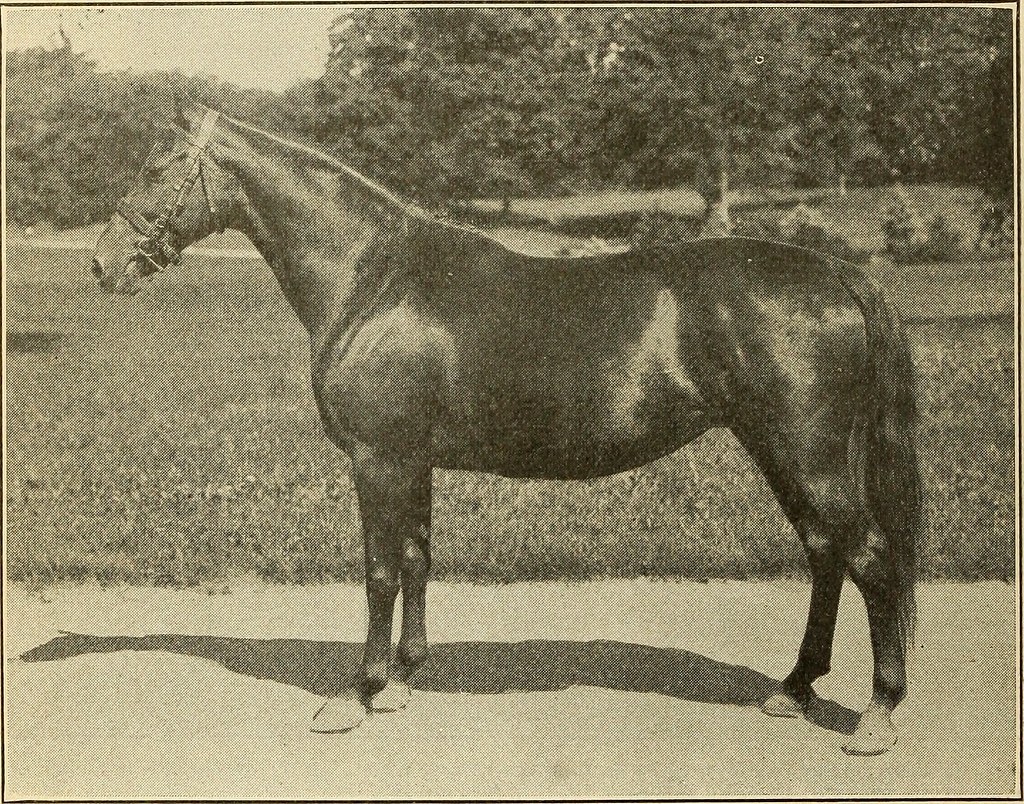 Understanding the Grade Quarter Horse Origins, Characteristics, and