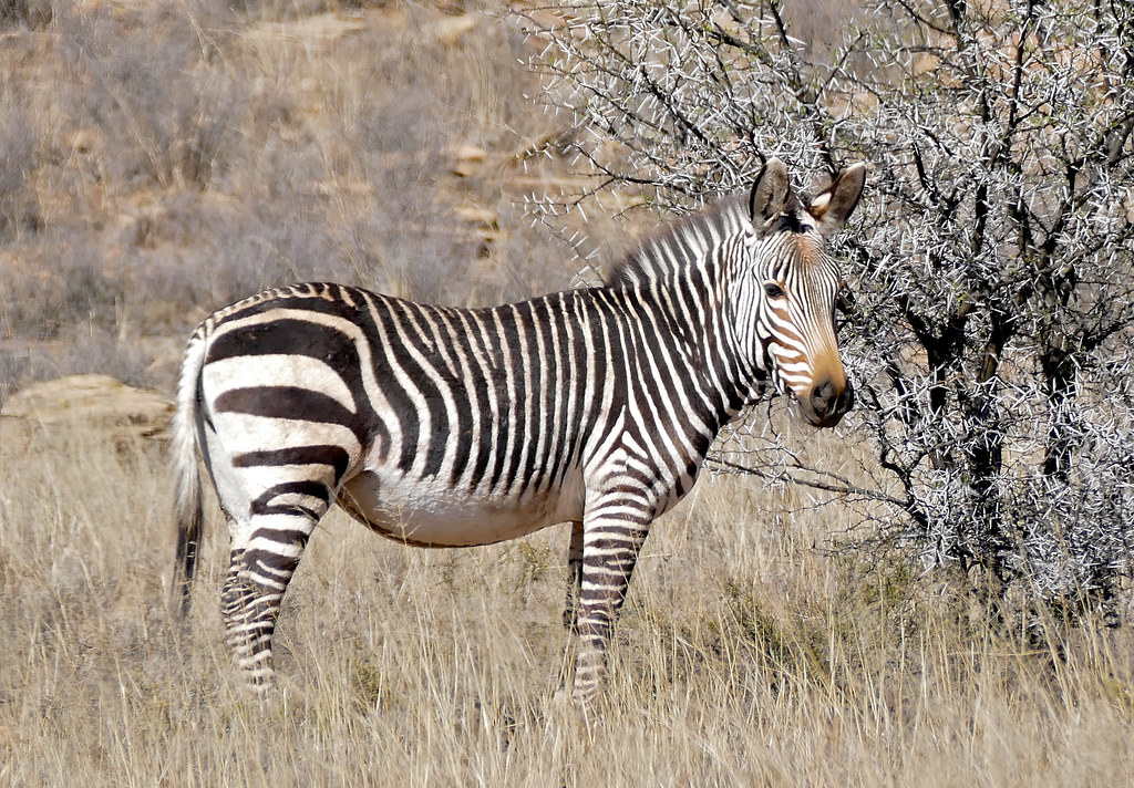 Cape Mountain Zebra (Equus zebra zebra) Link Road, Mountai… Flickr