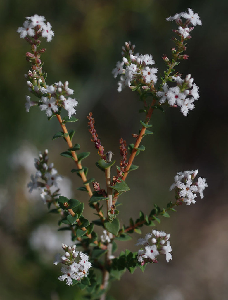 Leucopogon sprengelioides, Blue Rock, near Jarrahdale, WA,… Flickr