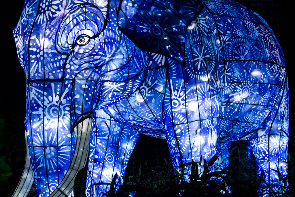 Determined elephant lighting up the night Vivid at Taronga… Flickr