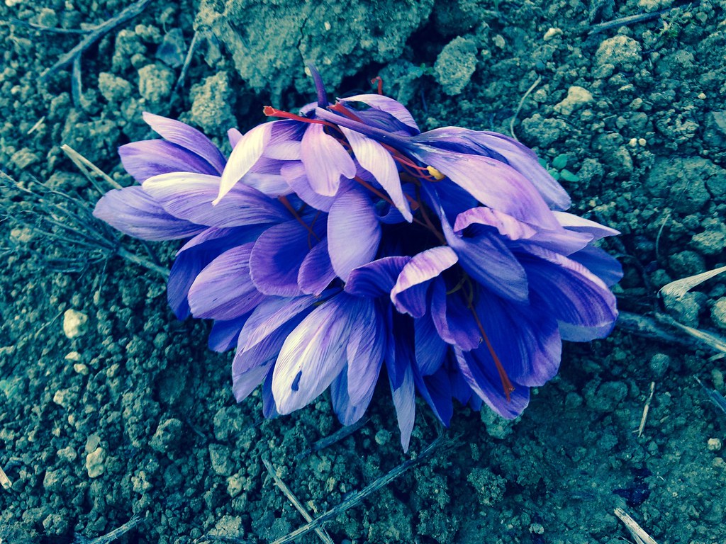 SAFFRON FLOWERS Zaffineria Flickr