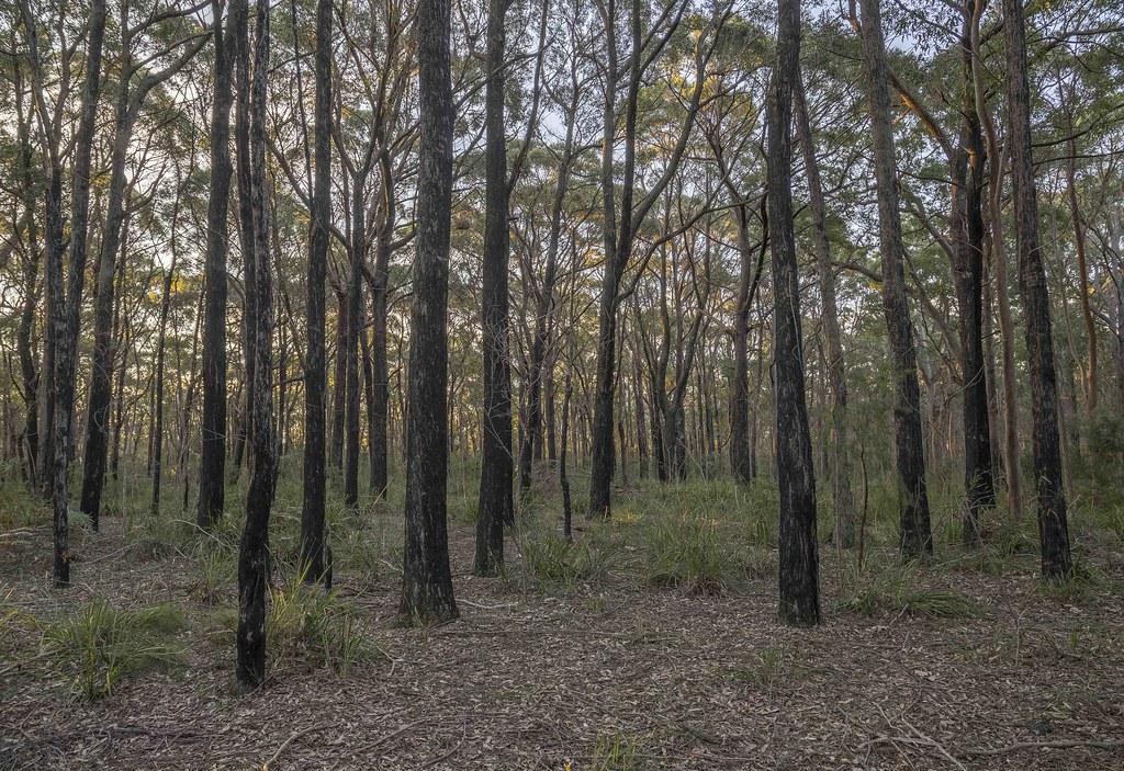 Burnt Sydney peppermint wood at sunset Dharawal National P… Flickr