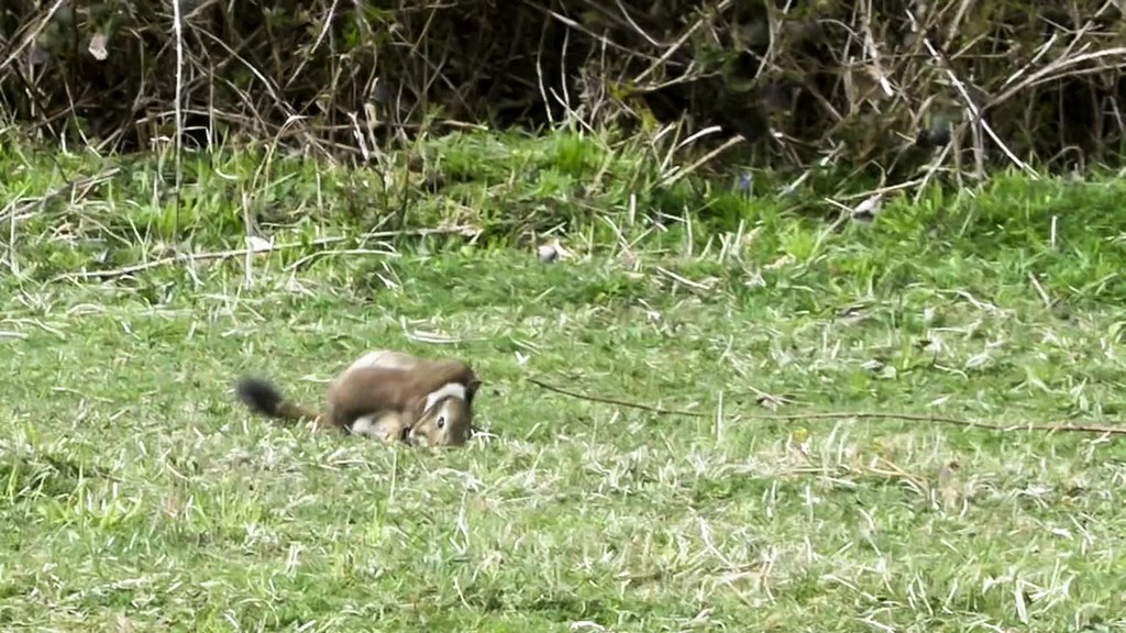 Stoat kills big rabbit Malkie P Flickr