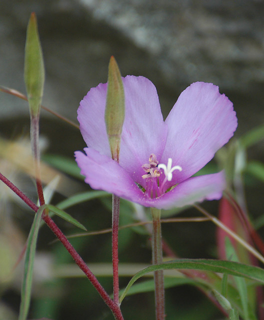 Clarkia June PRNS 224 100dpi Yerba Buena Chapter CNPS Flickr