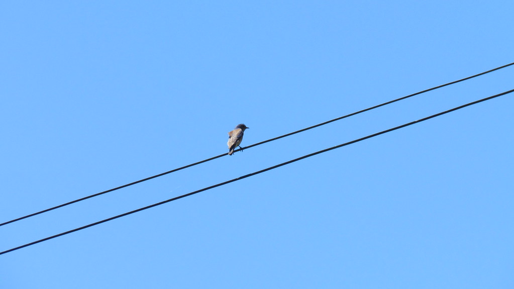 IMG_8975 Bird on a wire. Steven Miller Flickr