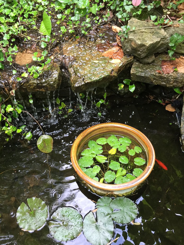 New World How To Get Tadpoles Tadpole Tadpoles Eat Fish Stage Frogs