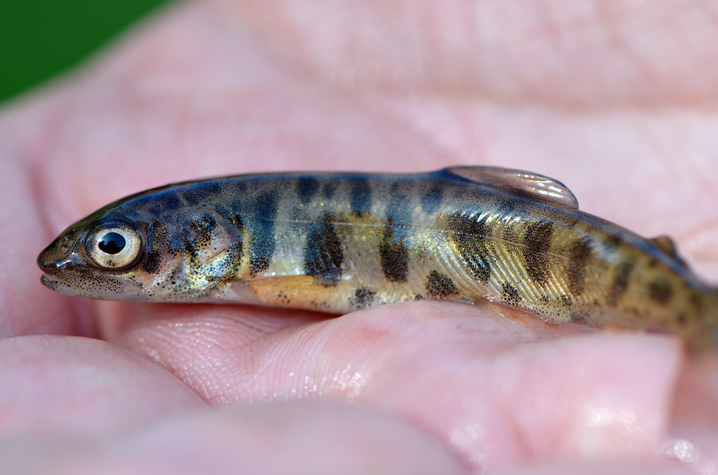 Young Lake Trout Juvenile lake trout reared at Pendills Cr… Flickr