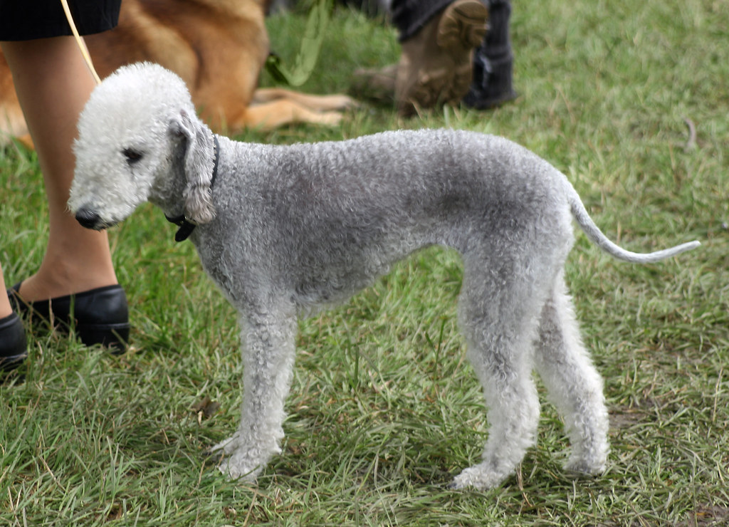 Bedlington Terrier at dog show A Bedlington Terrier during… Flickr
