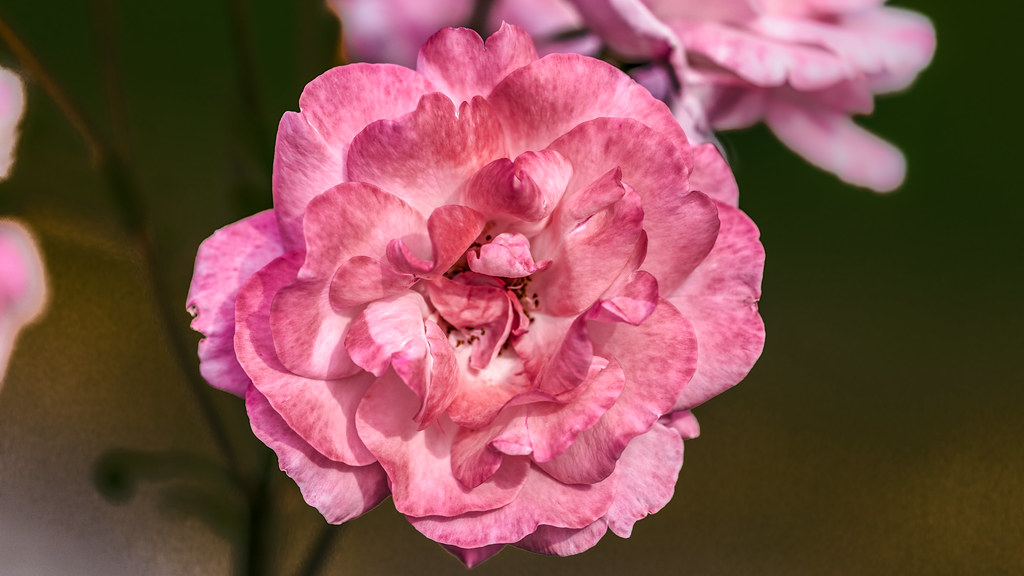 A Rose, just for You You may view my other images of our R… Flickr