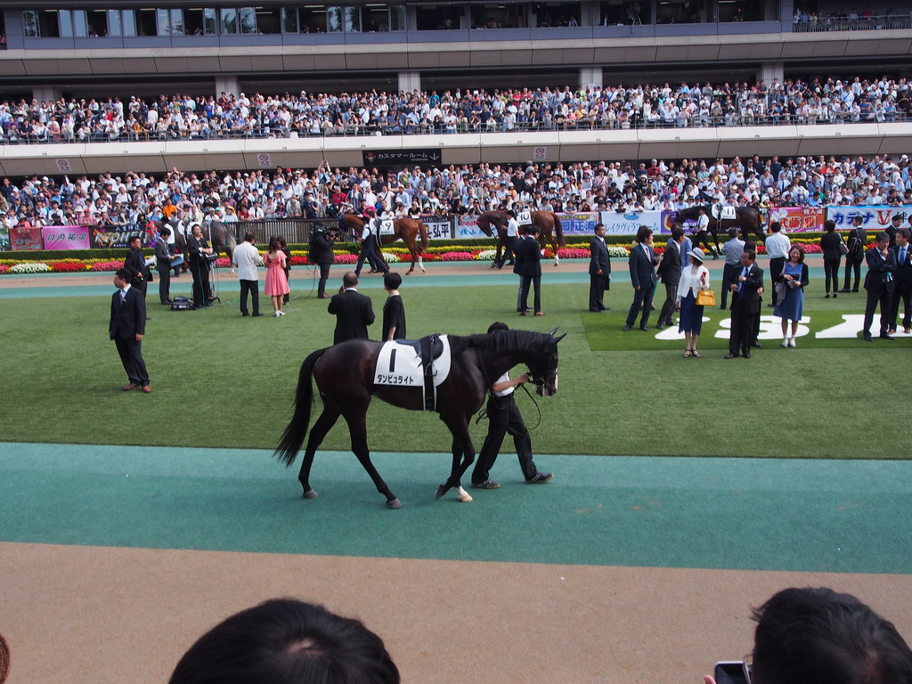 Danburite / Japanese Derby 2017 10R Tokyo Yushun Japanese … Flickr