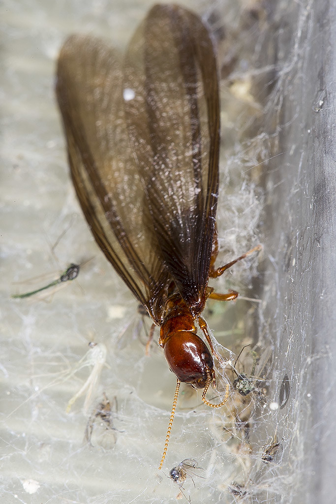 Pacific coast dampwood termite Zootermopsis angusticolli… Flickr
